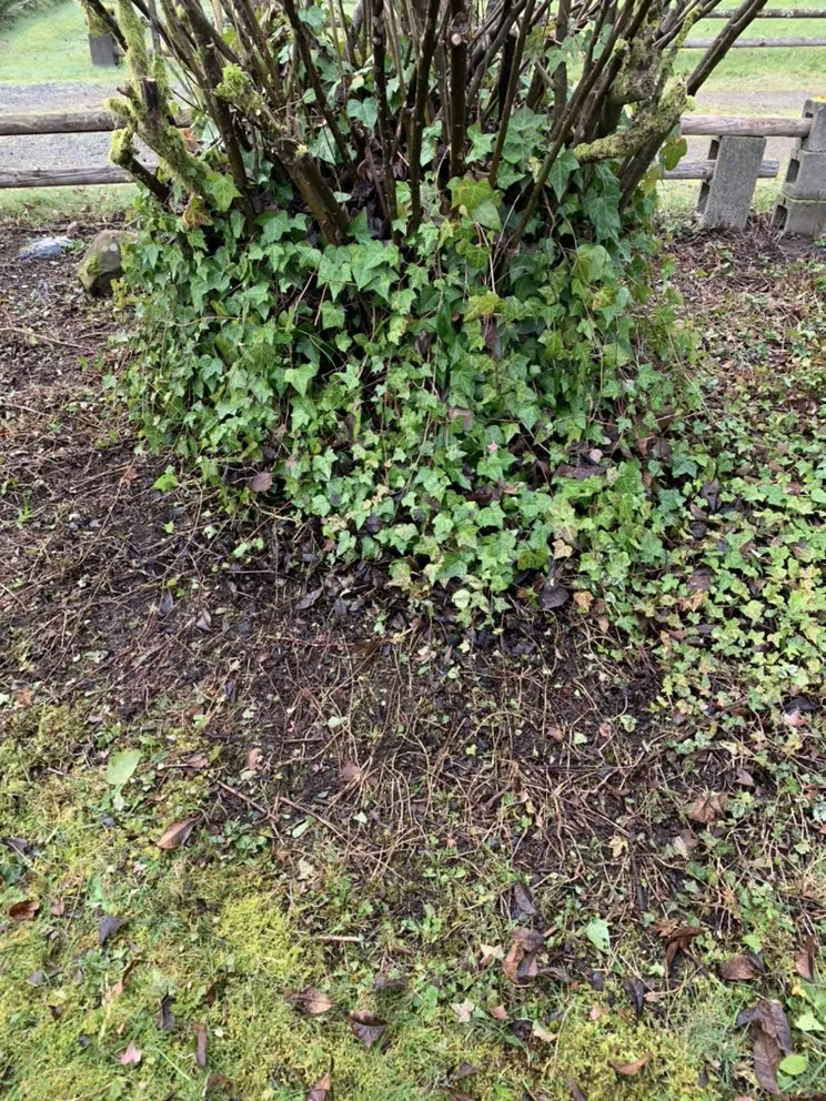 Reliable garden landscaping in Tumwater, WA - Morgan's Lawn Service