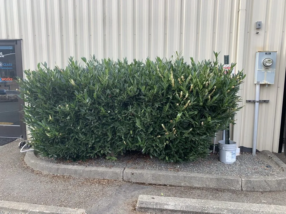 Expert garden landscaping experts serving Tumwater, WA - Morgan's Lawn Service