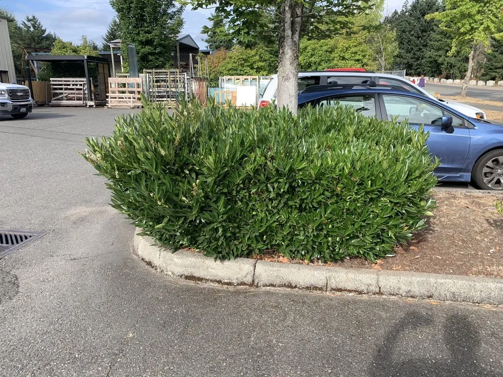 Reliable garden landscaping experts serving Tumwater, WA - Morgan's Lawn Service