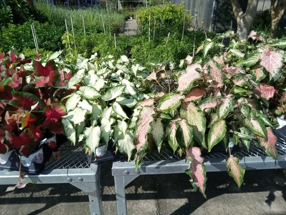 Top-rated yard maintenance in Covington, LA - Morghen And Khalons Services