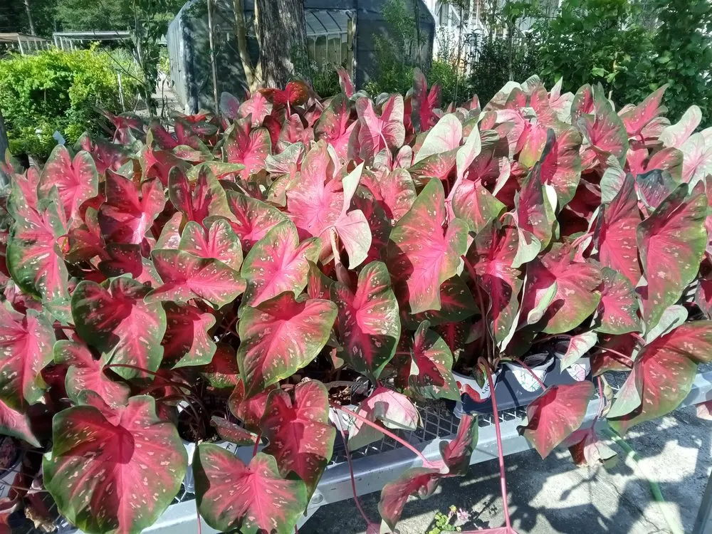 Custom lawn care service for homes across Covington, LA - Morghen And Khalons Services