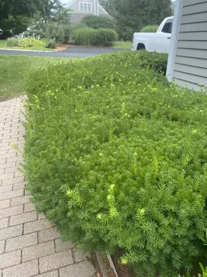 Morin's Landscaping