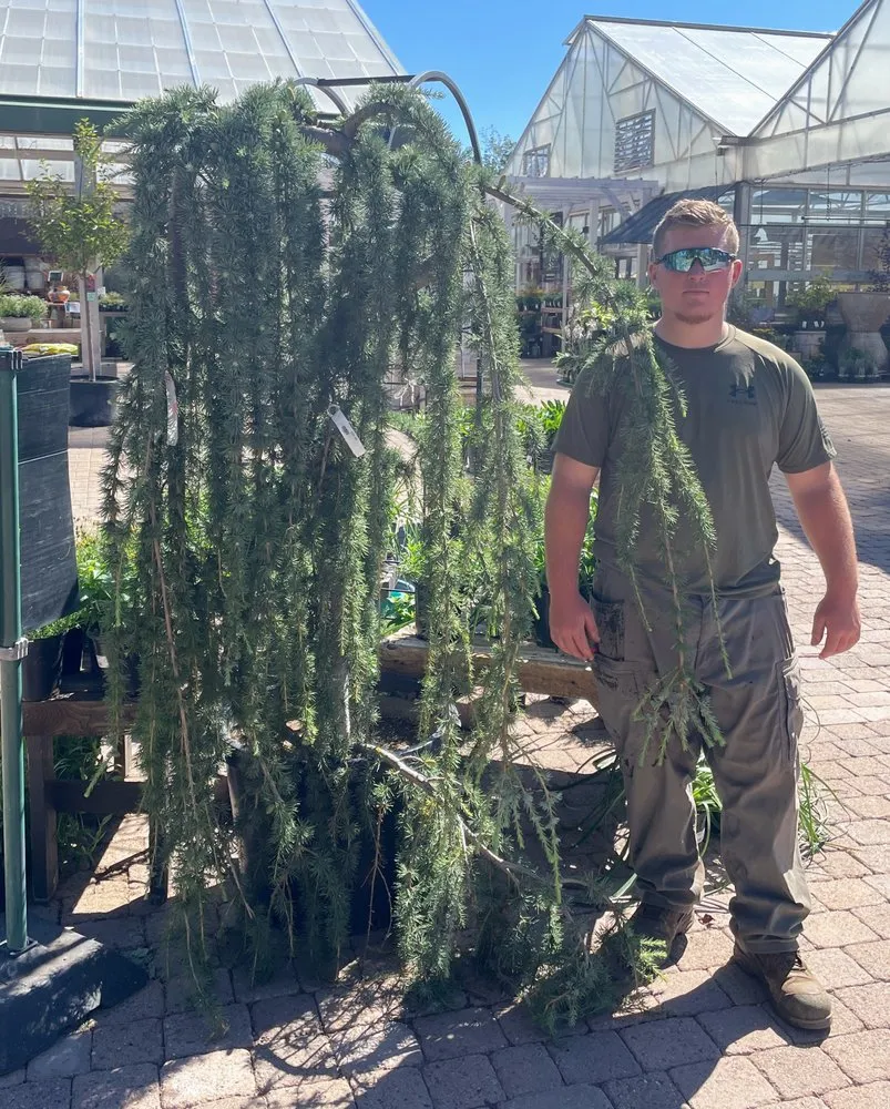 Expert landscape design in Flagstaff, AZ - Morning Dew Landscaping