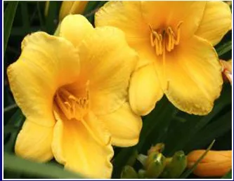 Professional outdoor landscaping experts serving Apalachin, NY - Morning Light Landscapes