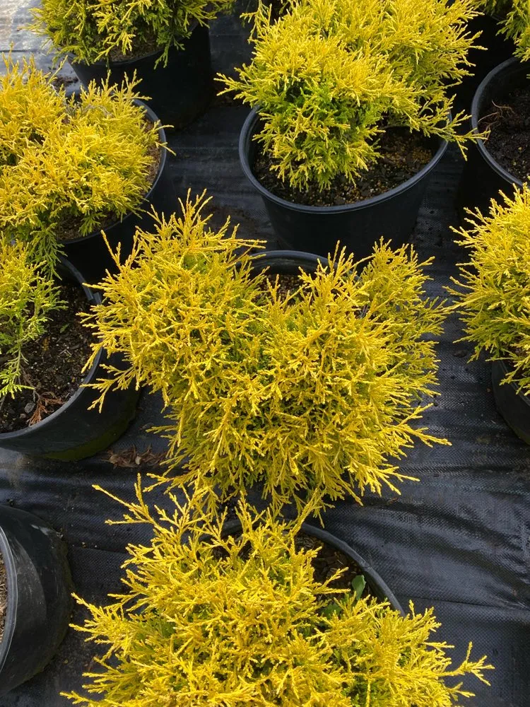 Local lawn mowing service in Reisterstown, MD - Morning Star Farm & Nursery