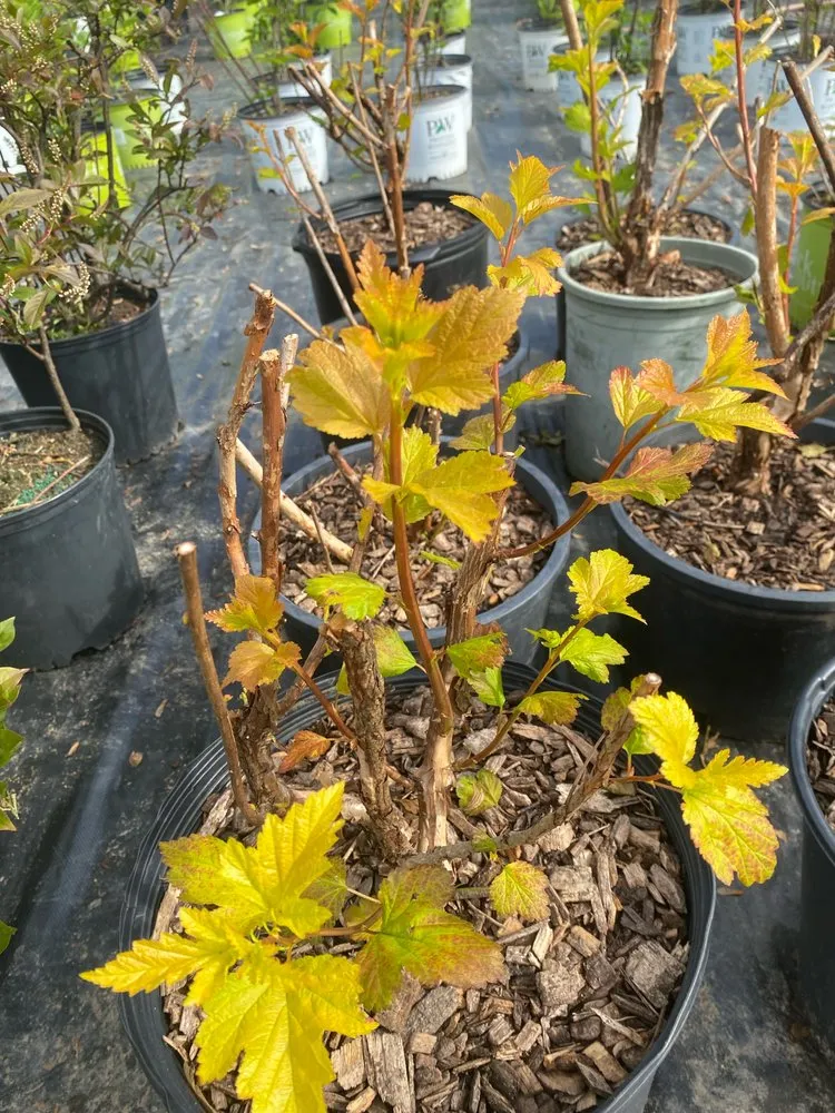 Top-rated landscaping services for residential properties in Reisterstown, MD by Morning Star Farm & Nursery