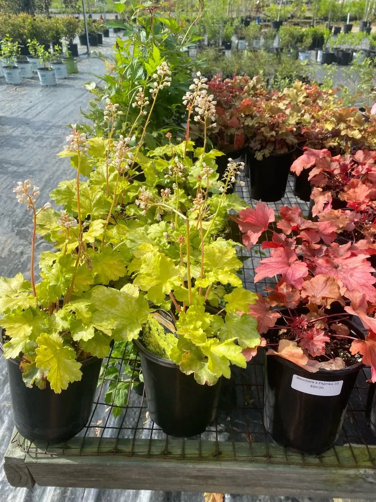 Reliable lawn care service in Reisterstown, MD by Morning Star Farm & Nursery