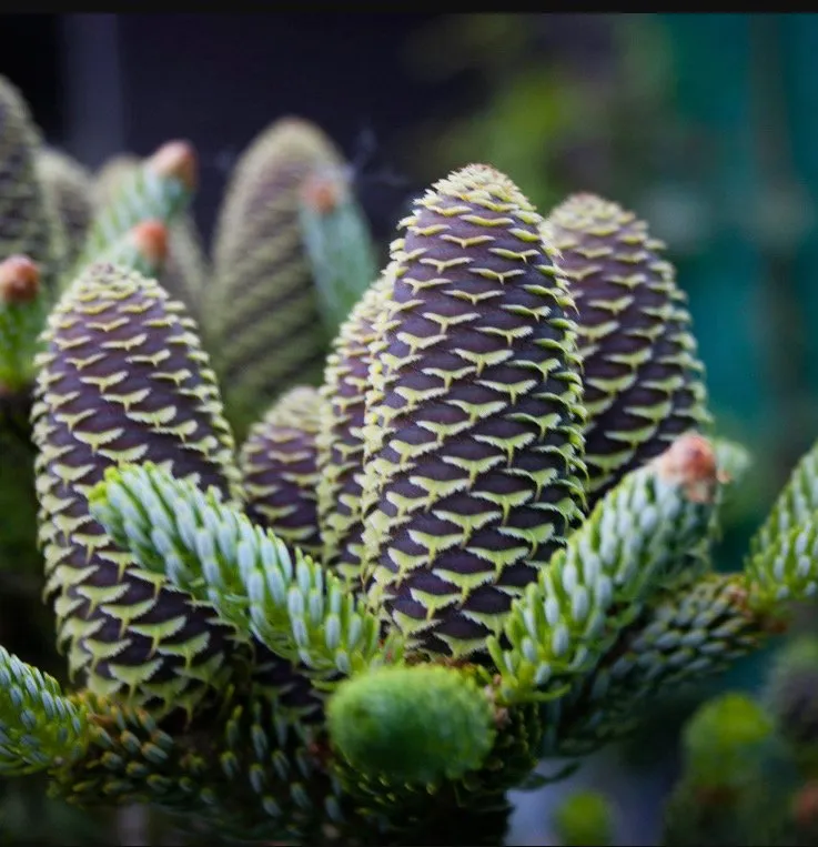 Affordable garden landscaping near you across Reisterstown, MD - Morning Star Farm & Nursery