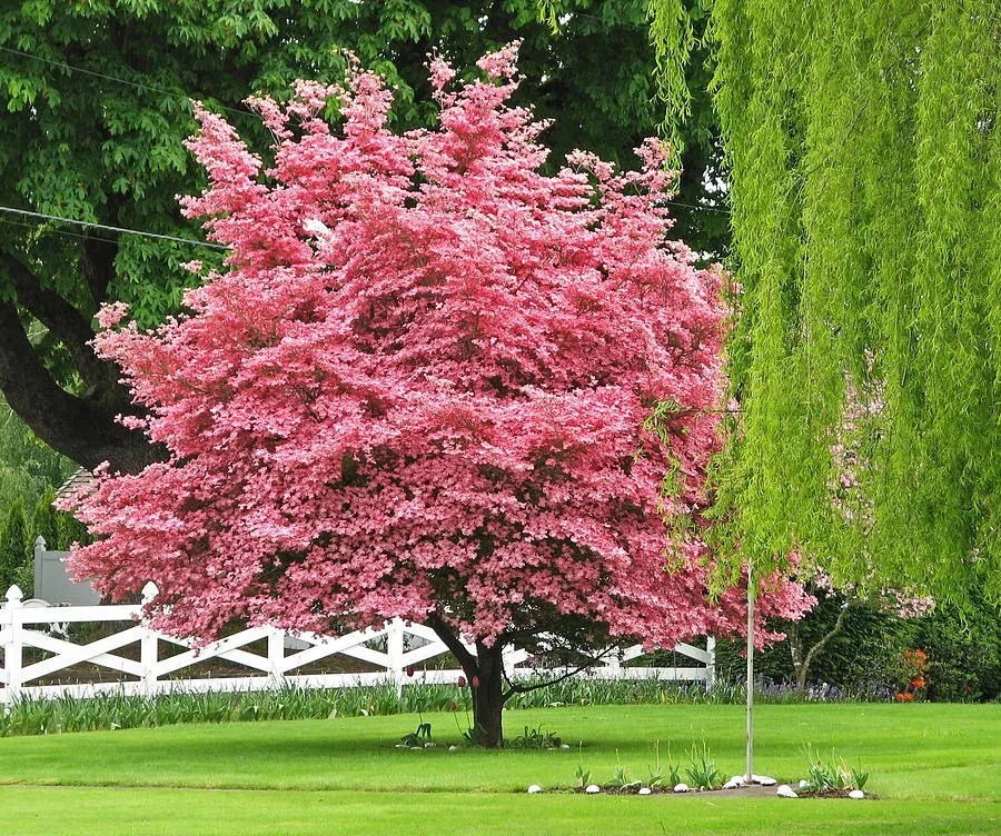 Reliable residential landscaping with custom design across Reisterstown, MD - Morning Star Farm & Nursery