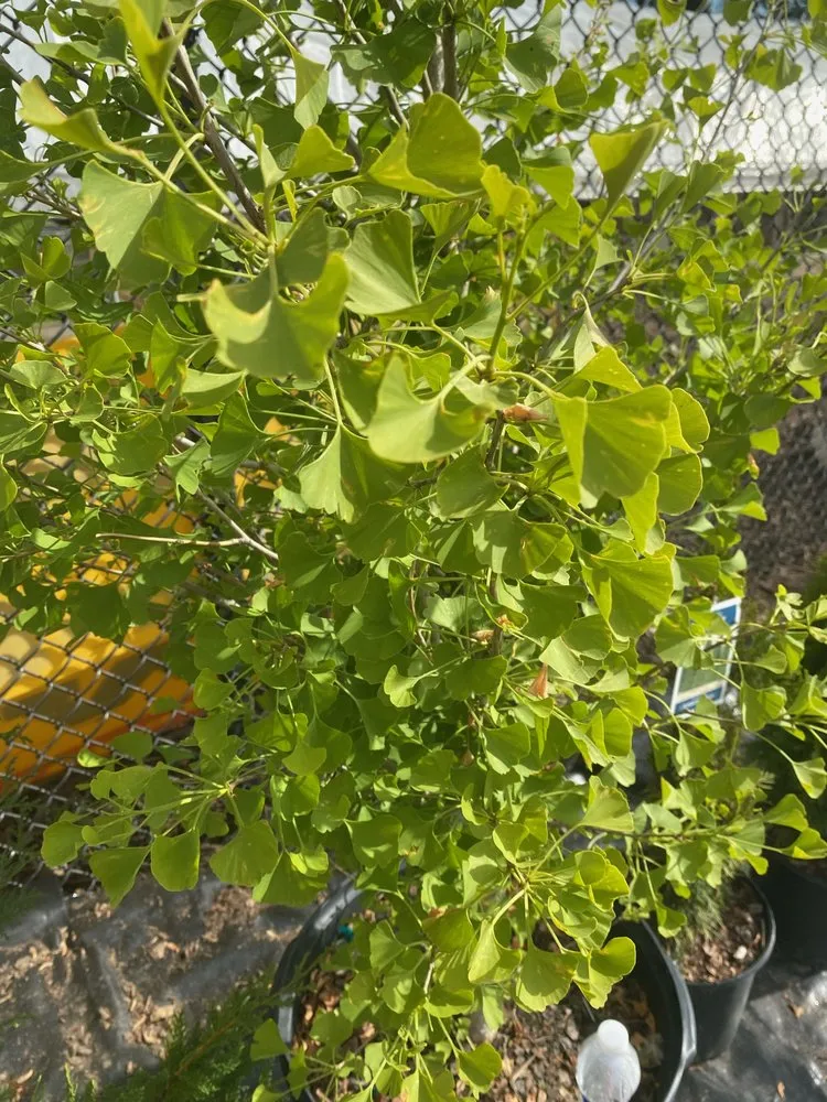 Top-rated yard maintenance in Reisterstown, MD by Morning Star Farm & Nursery