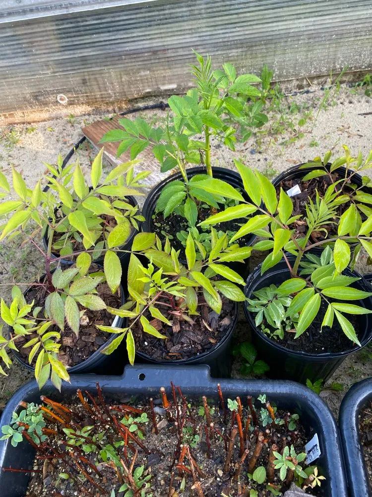 Local yard cleanup service in Reisterstown, MD - Morning Star Farm & Nursery