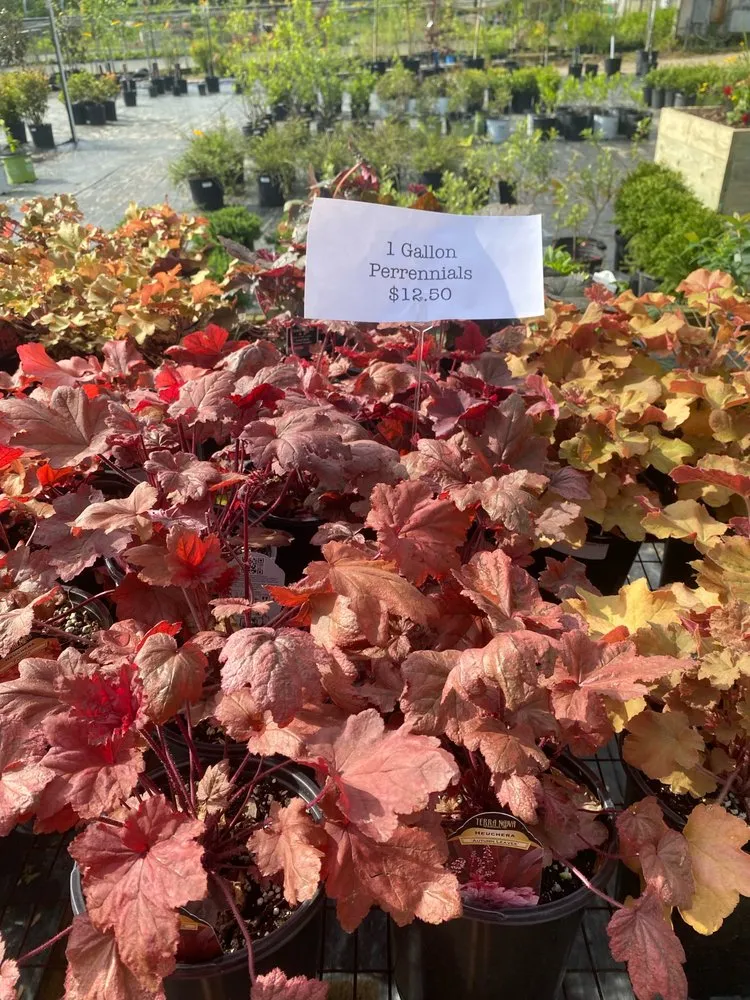 Professional garden landscaping in Reisterstown, MD - Morning Star Farm & Nursery