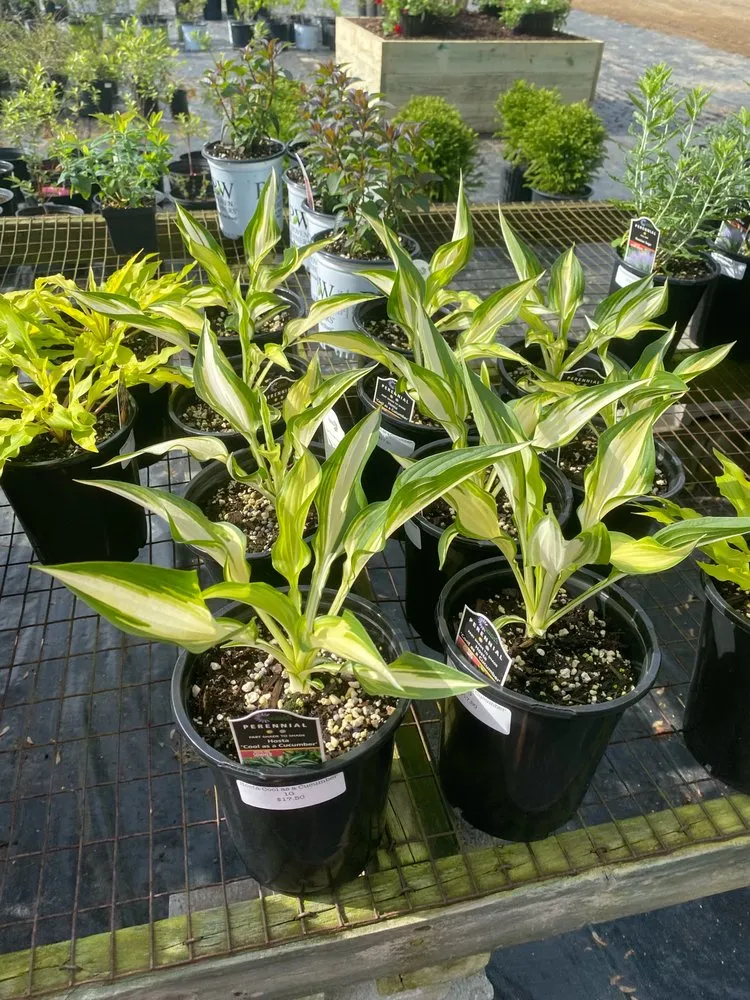 Local outdoor landscaping in Reisterstown, MD - Morning Star Farm & Nursery