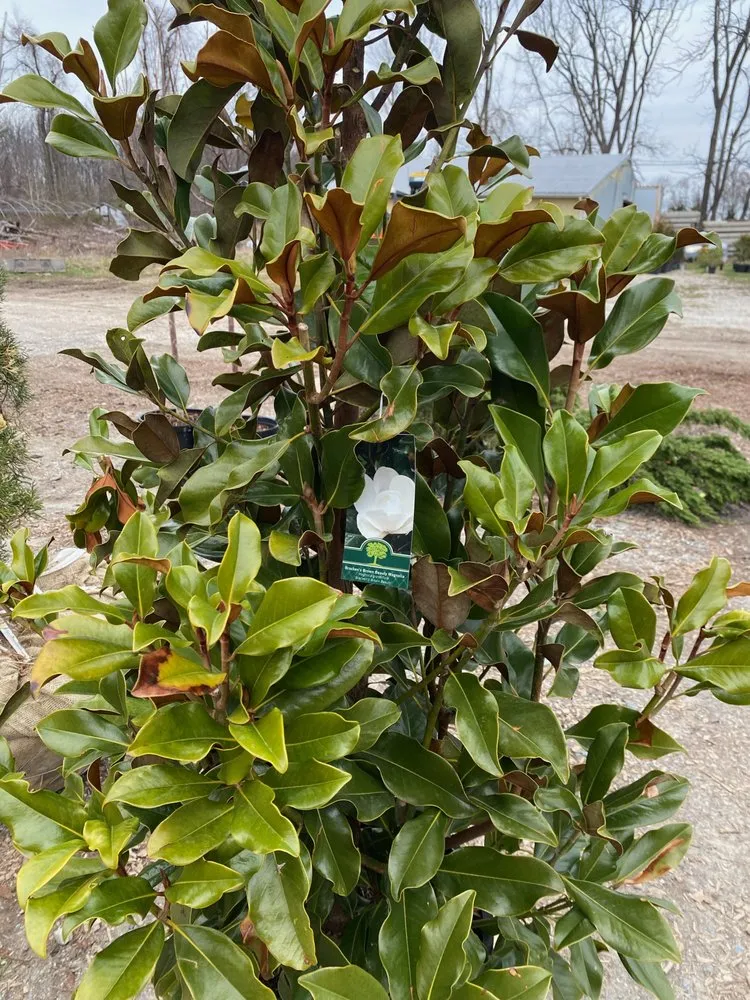 Affordable yard maintenance in Reisterstown, MD by Morning Star Farm & Nursery