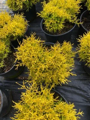 Morning Star Farm & Nursery Logo