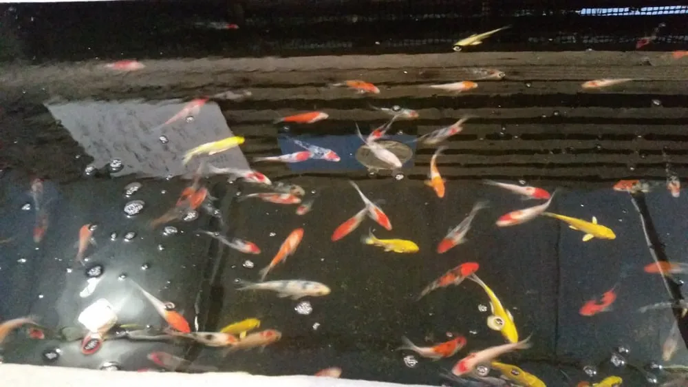 Custom residential landscaping for homes across San Gabriel, CA - Morning Sun Garden