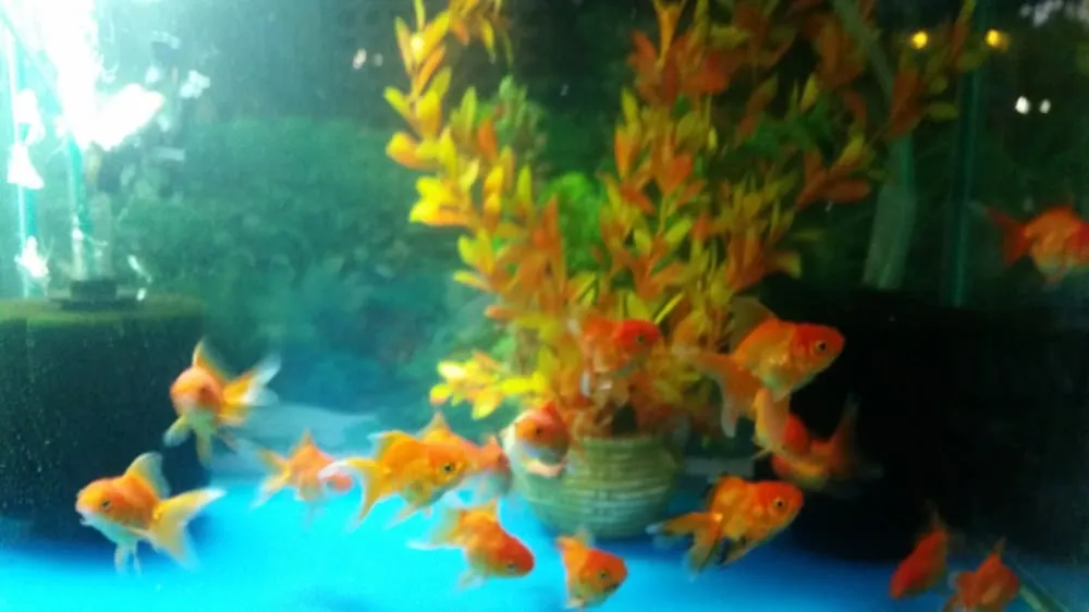 Professional landscape installation in San Gabriel, CA by Morning Sun Garden