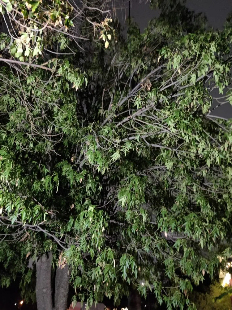 Top-rated landscape installation with custom design across Orange, CA - Morningsky Landscaping