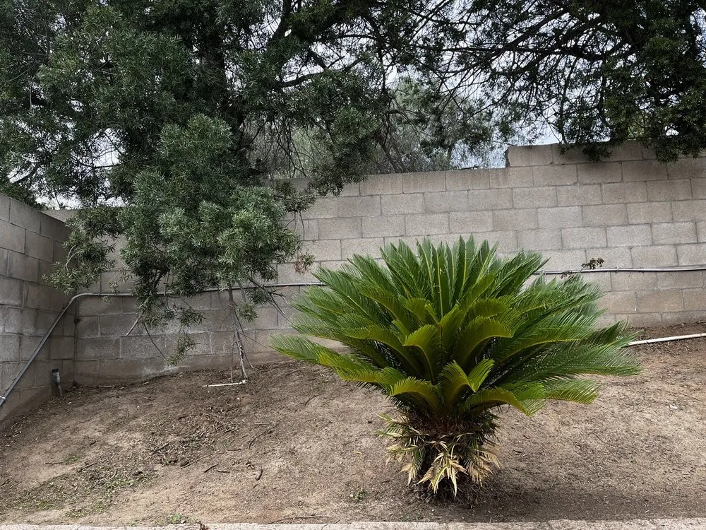 Local lawn care service in Orange, CA by Morningsky Landscaping