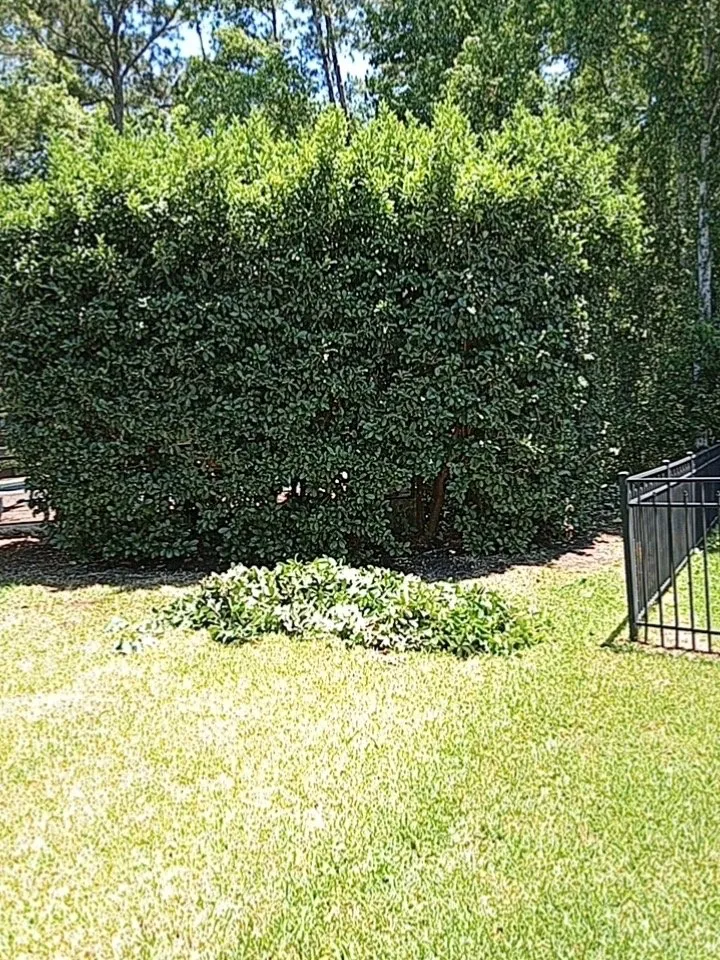 Top-rated landscaping services for beautiful yards in Jacksonville, FL by Morningstar Lawn Maintenance & More