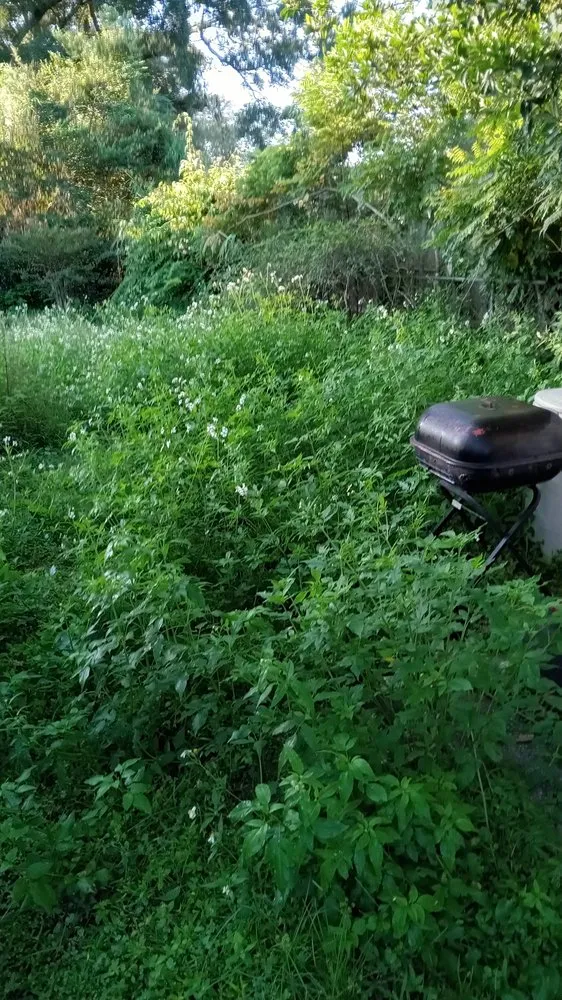 Trusted lawn care service for year-round maintenance in Jacksonville, FL by Morningstar Lawn Maintenance & More