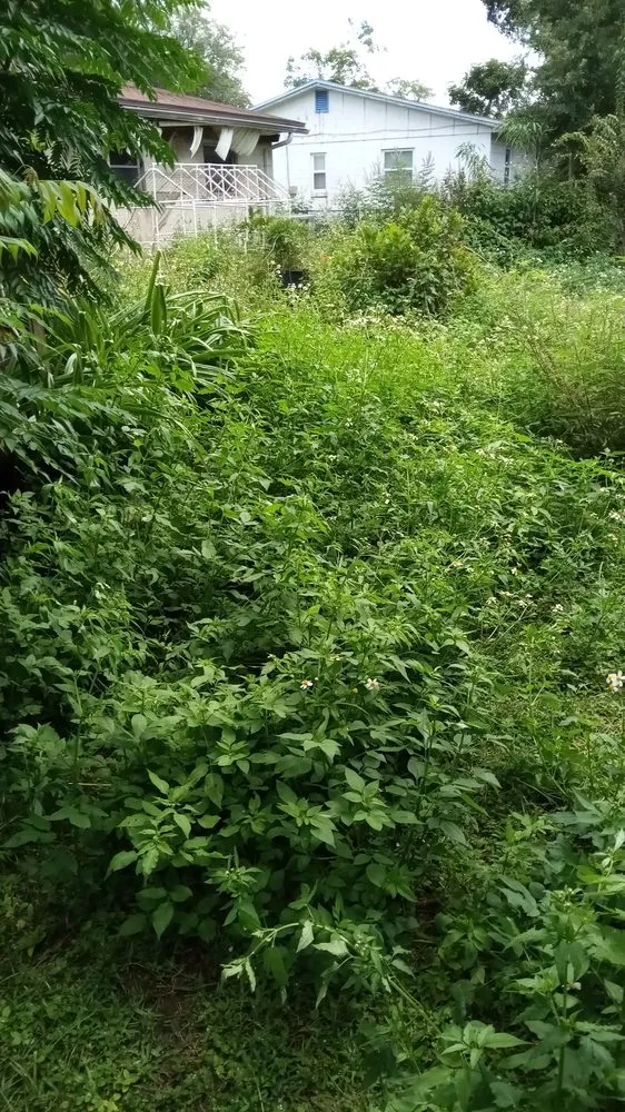 Affordable lawn care service experts serving Jacksonville, FL - Morningstar Lawn Maintenance & More