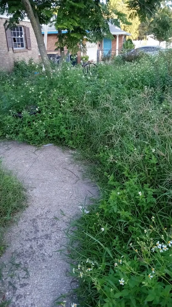 Reliable landscape design in Jacksonville, FL by Morningstar Lawn Maintenance & More