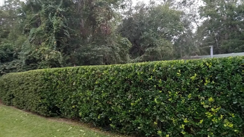 Local yard cleanup service for beautiful yards across Jacksonville, FL - Morningstar Lawn Maintenance & More