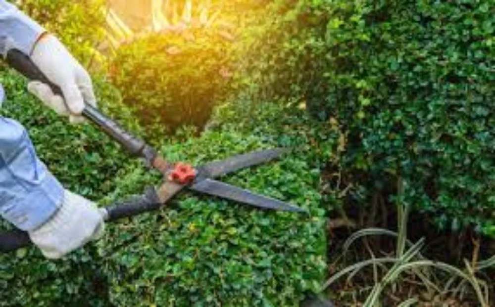 Top-rated yard maintenance for year-round maintenance across Greeley, CO - Morningwood Tree Removal and Landscaping