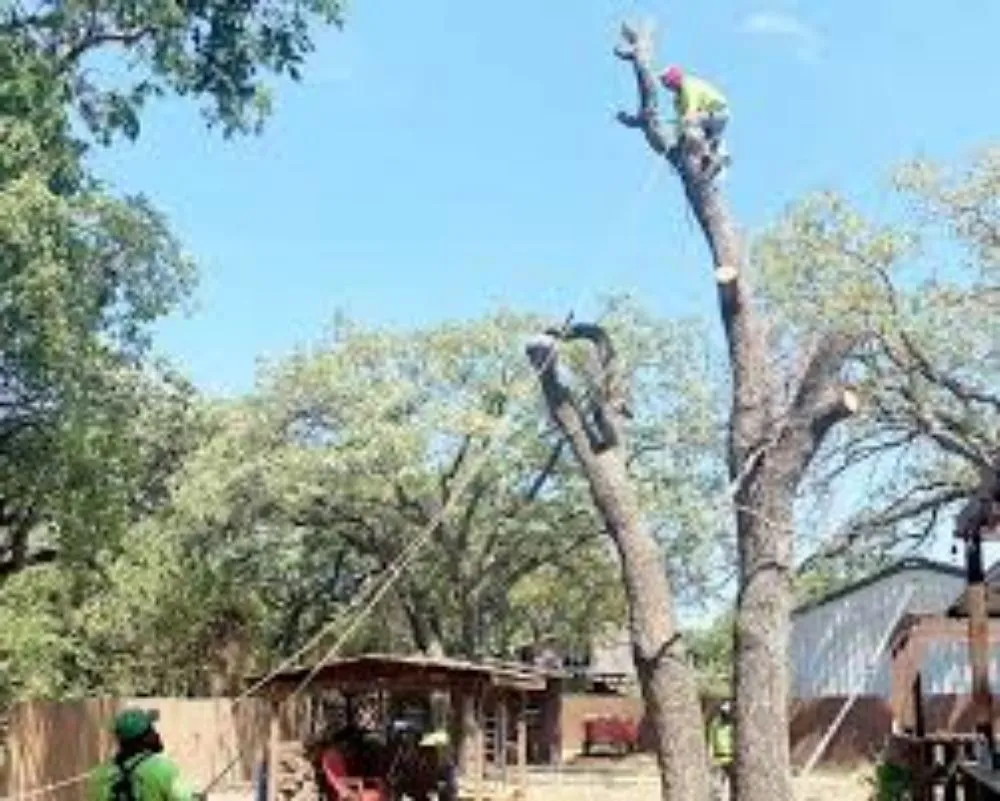 Affordable residential landscaping in Greeley, CO - Morningwood Tree Removal and Landscaping