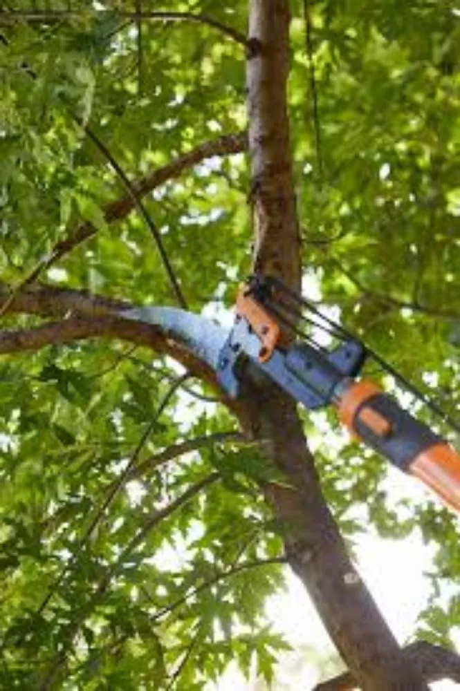 Local yard cleanup service in Greeley, CO by Morningwood Tree Removal and Landscaping