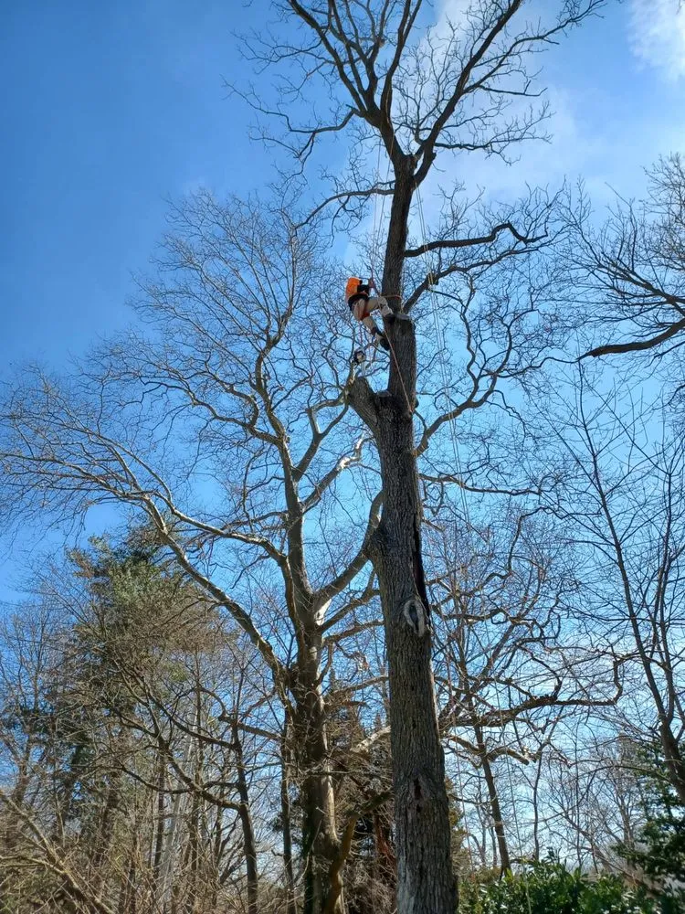 Custom lawn mowing service for year-round maintenance in Toms River, NJ by Moro Landscaping & Tree Services