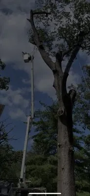 Moro Landscaping & Tree Services Logo