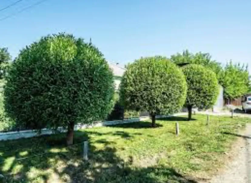 Custom lawn mowing service for year-round maintenance in Canton, MS by Morph Lawn & More