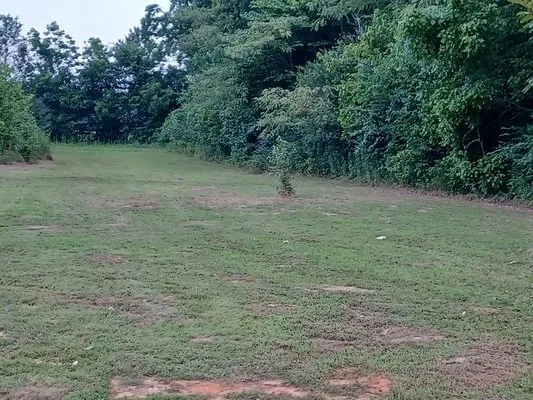 Morris & Son's Lawn Care Service