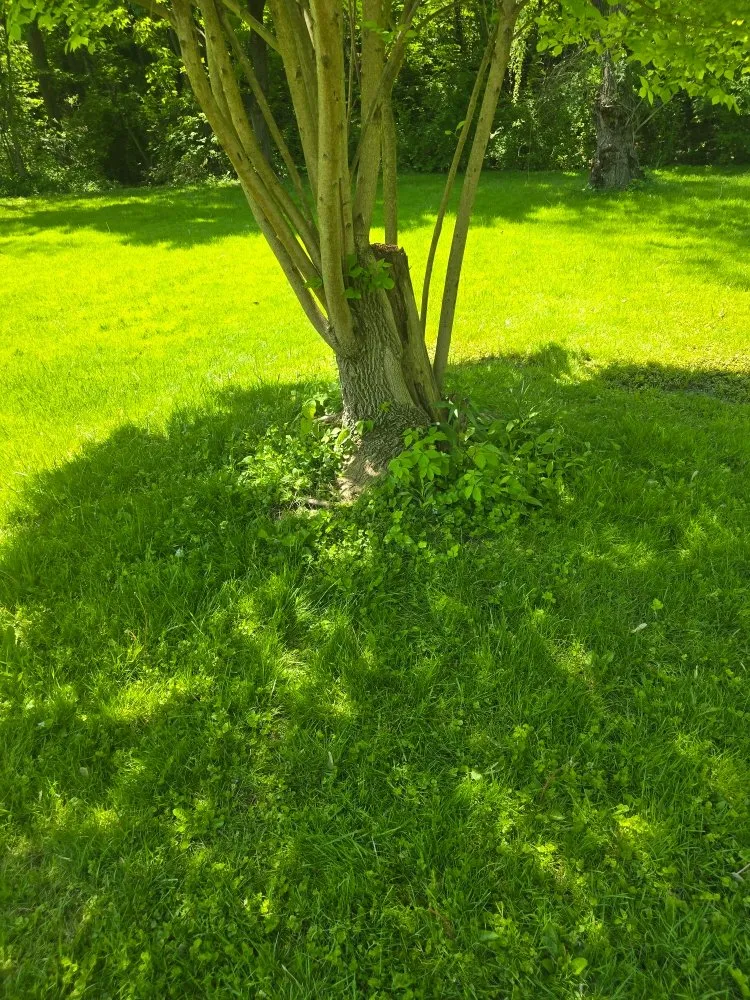 Expert outdoor landscaping near you across Harrisburg, PA - Morris & Stout Lawncare