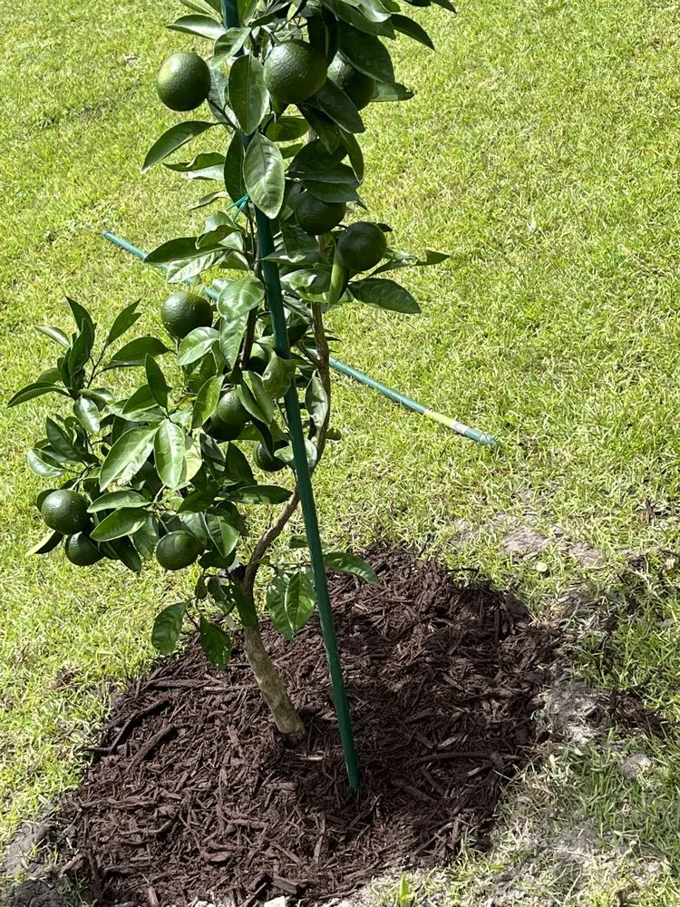 Affordable lawn care service for outdoor upgrades across Decatur, GA - Morris Landscaping