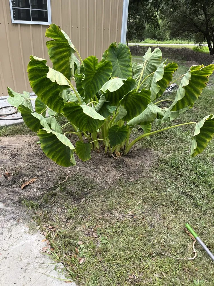 Local landscape design for outdoor upgrades in Decatur, GA by Morris Landscaping