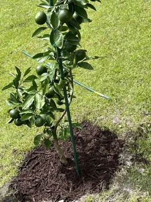 Morris Landscaping Logo