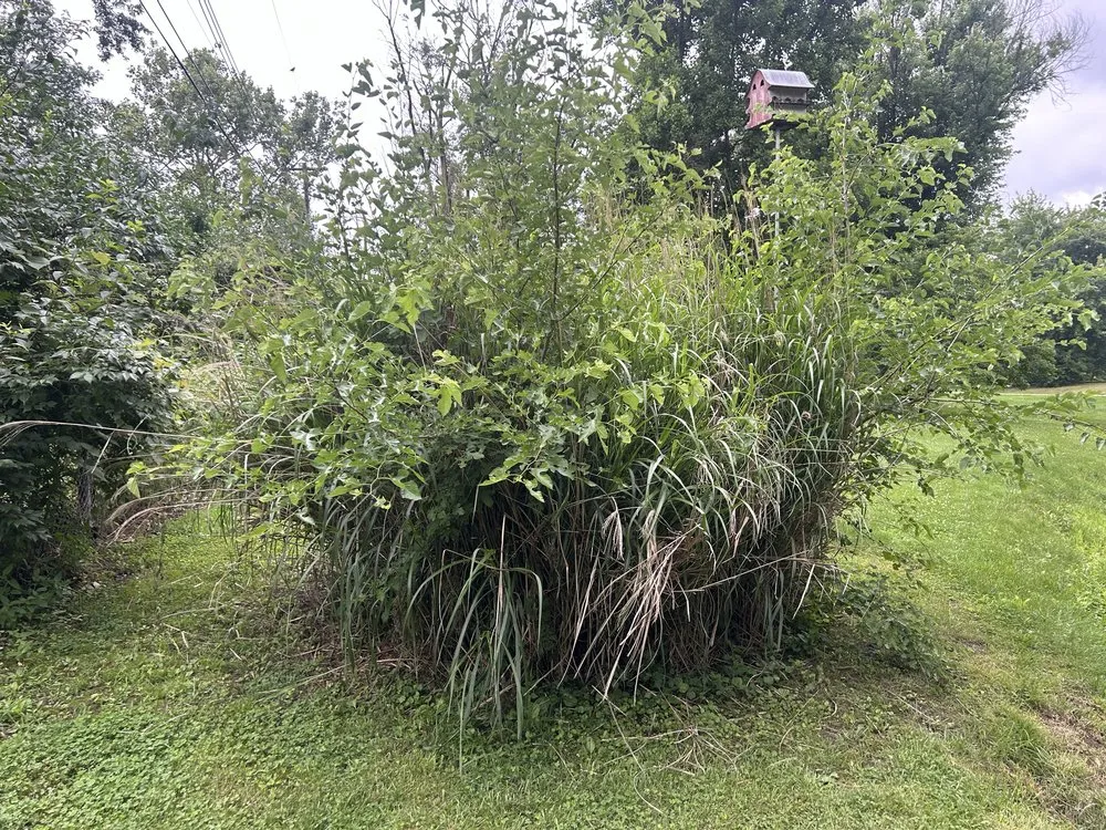 Trusted landscaping services in Hallsville, MO by Morris Lawn & Farm