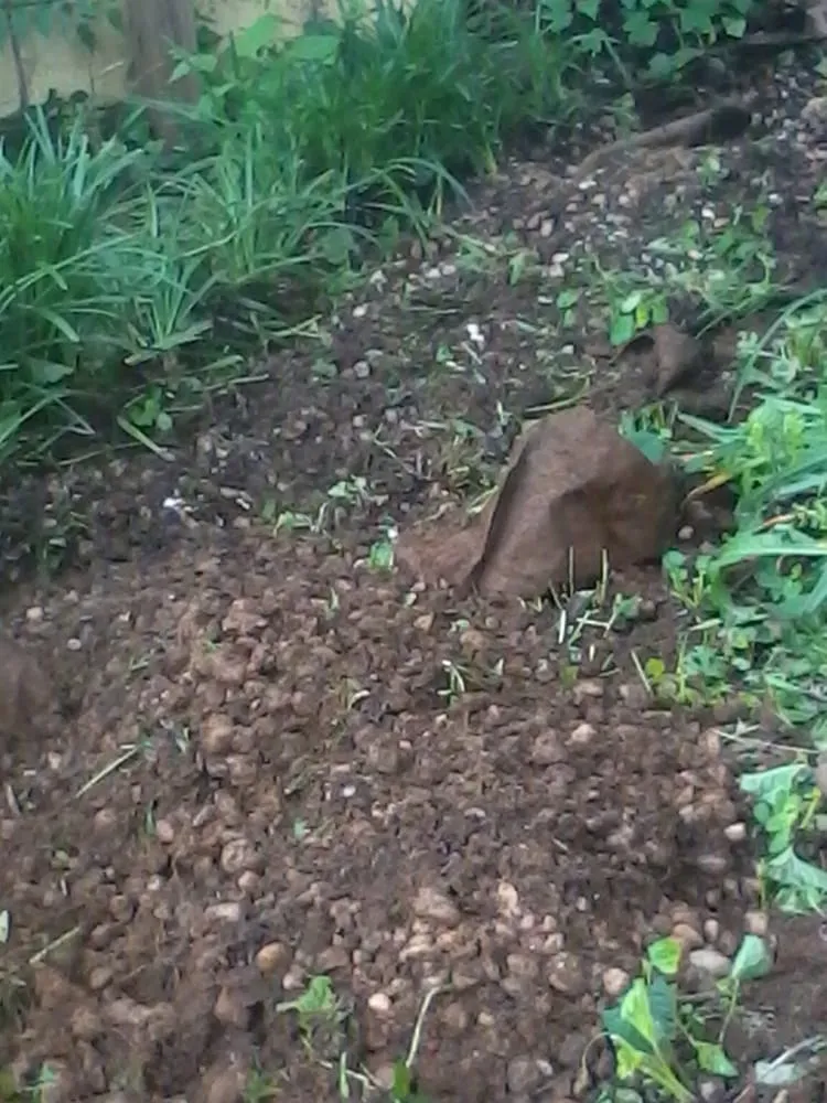 Affordable outdoor landscaping for beautiful yards across Charlottesville, VA - Morris Lawn Care & Services