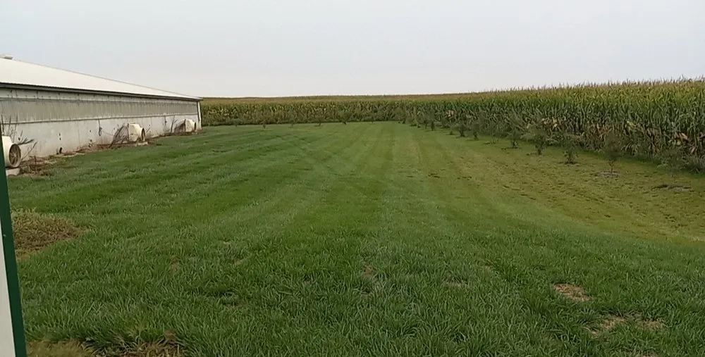 Local yard cleanup service experts serving Cylinder, IA - Morris Mowing