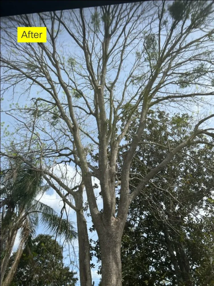 Top-rated yard cleanup service in Holiday, FL - Morris Tree Service