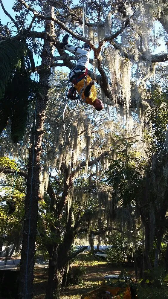 Local landscaping services in Holiday, FL - Morris Tree Service