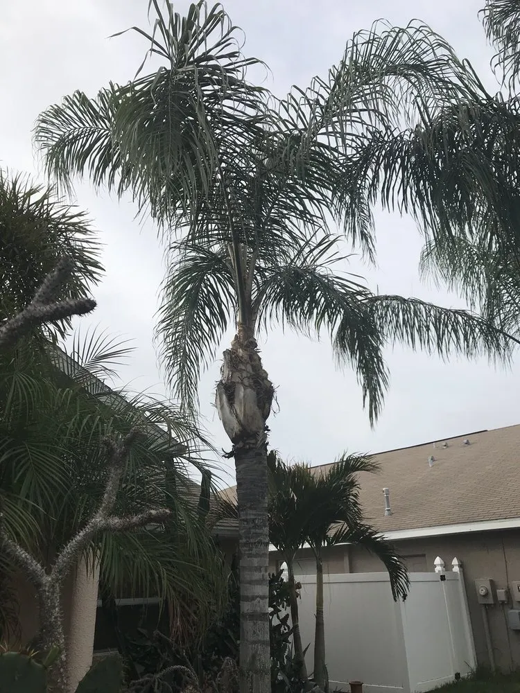 Reliable lawn care service in Holiday, FL by Morris Tree Service