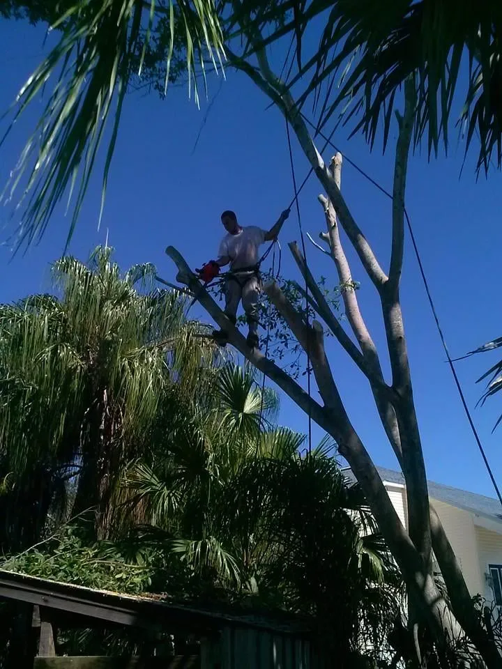 Trusted lawn mowing service experts serving Holiday, FL - Morris Tree Service