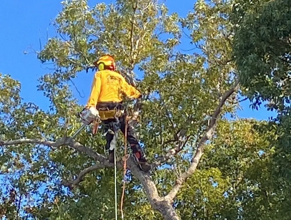 Custom outdoor landscaping experts serving Holiday, FL - Morris Tree Service