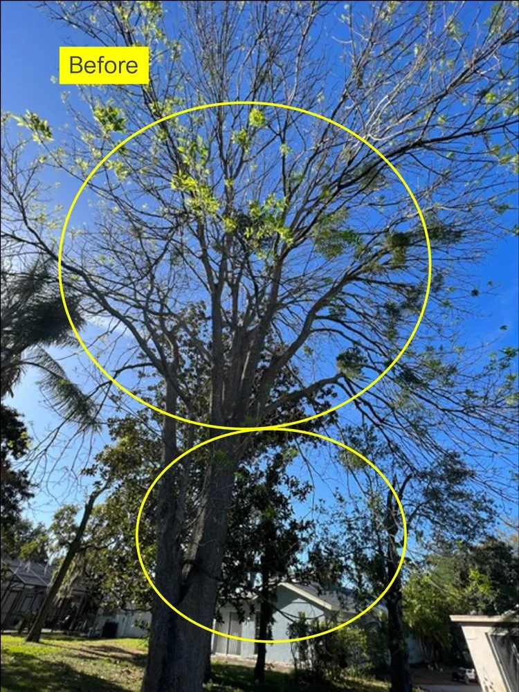 Reliable lawn care service experts serving Holiday, FL - Morris Tree Service