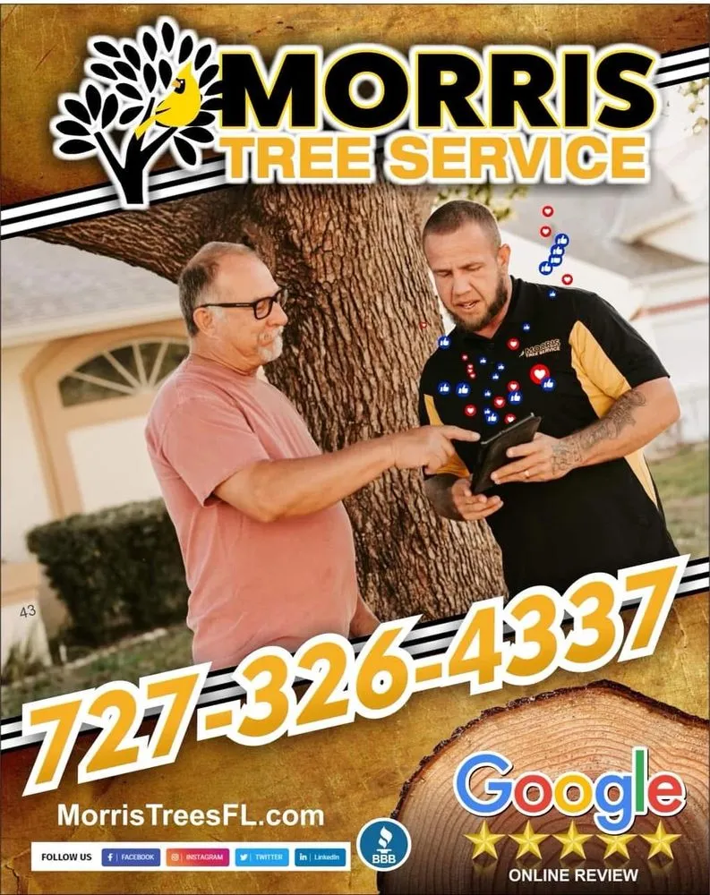 Top-rated lawn care service experts serving Holiday, FL - Morris Tree Service