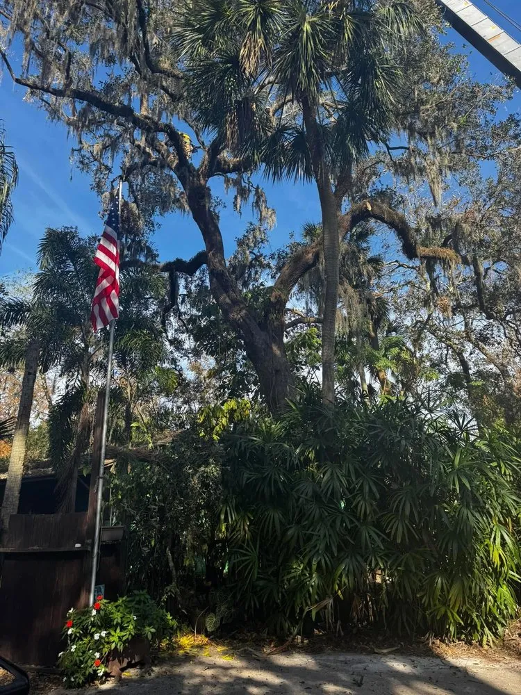 Reliable yard maintenance experts serving Holiday, FL - Morris Tree Service